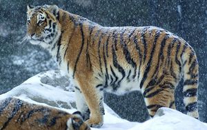 Превью обои тигр, хищник, снег, зима, стоять