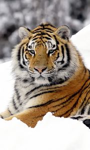 Превью обои тигр, хищник, снег, лежать, большая кошка