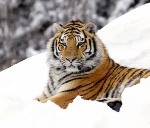 Превью обои тигр, хищник, снег, лежать, большая кошка