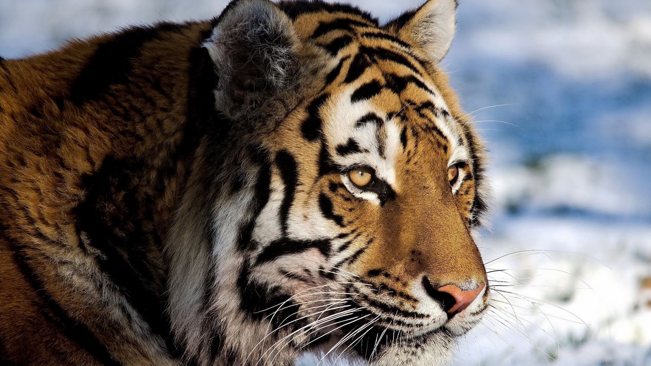 Обои тигр, хищник, снег, большая кошка, наблюдать