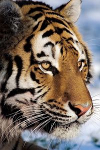 Превью обои тигр, хищник, снег, большая кошка, наблюдать