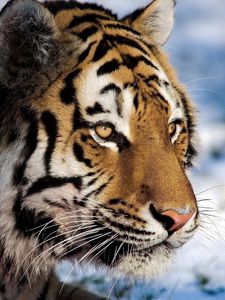 Превью обои тигр, хищник, снег, большая кошка, наблюдать
