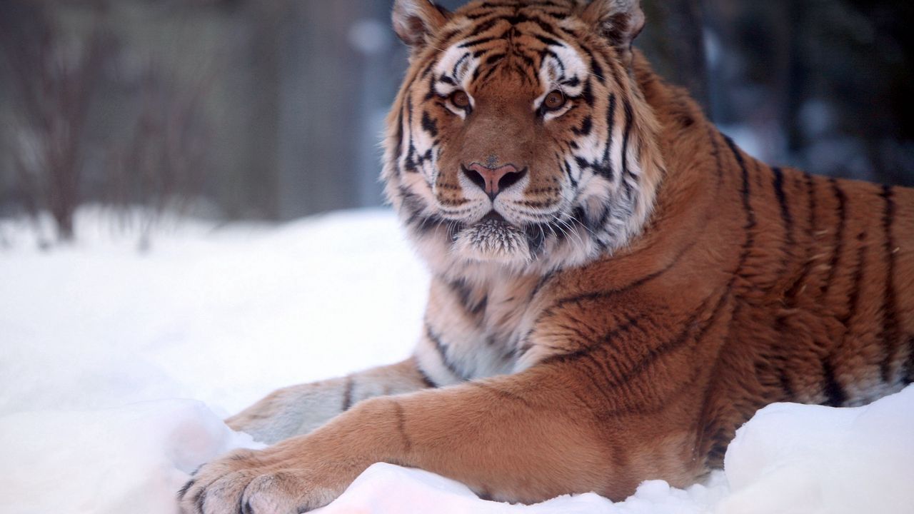 Обои тигр, хищник, снег, лежать, большая кошка