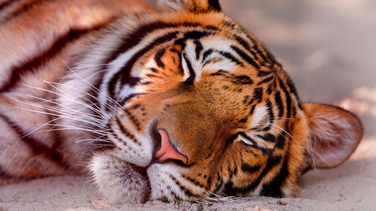 Обои тигр, хищник, сон, морда