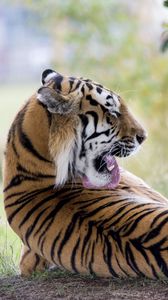 Превью обои тигр, хищник, спина, облизываться