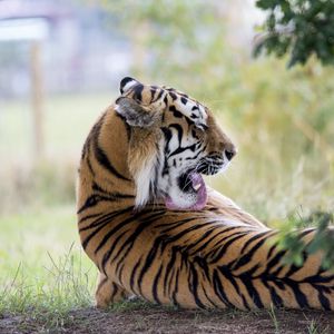 Превью обои тигр, хищник, спина, облизываться