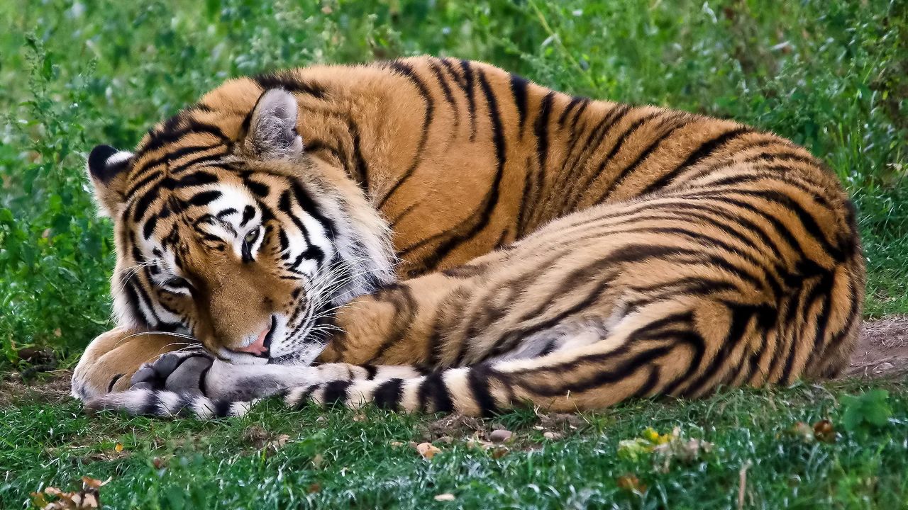 Обои тигр, хищник, свернуться, сон, лежать, трава