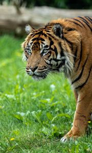Превью обои тигр, хищник, трава, большая кошка, животное