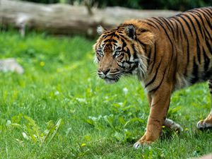 Превью обои тигр, хищник, трава, большая кошка, животное