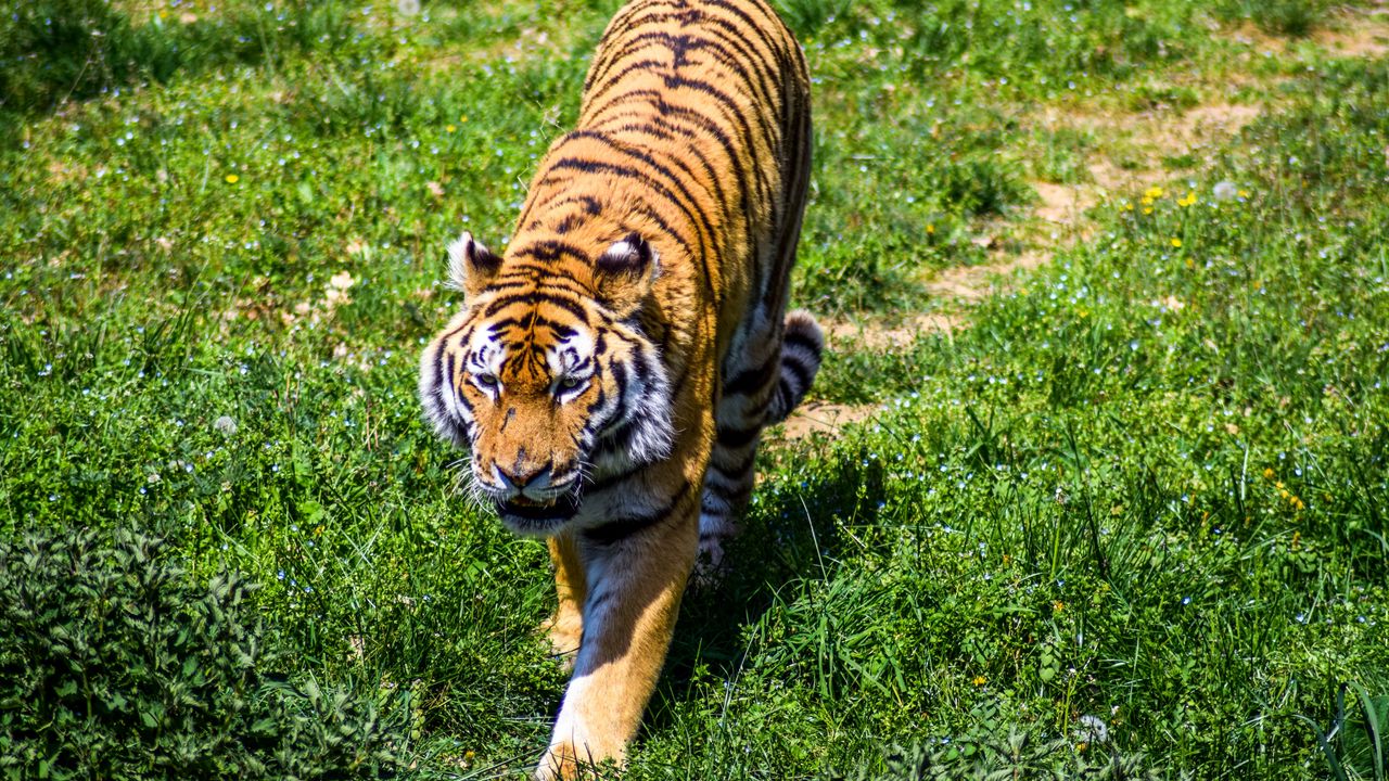 Обои тигр, хищник, трава, большая кошка