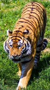 Превью обои тигр, хищник, трава, большая кошка
