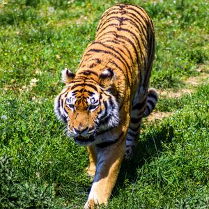 Превью обои тигр, хищник, трава, большая кошка