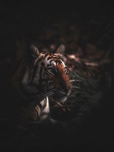 Превью обои тигр, хищник, трава, большая кошка, дикая природа