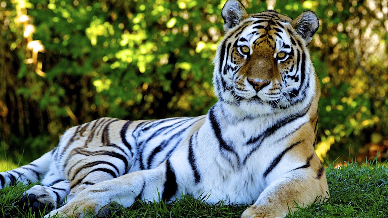 Обои тигр, хищник, трава, большая кошка, лежать