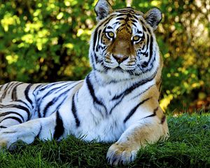 Превью обои тигр, хищник, трава, большая кошка, лежать