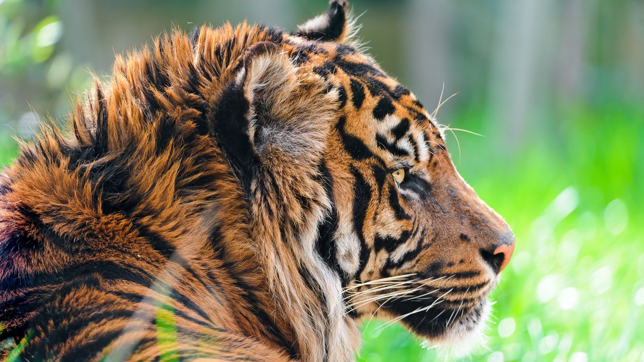 Обои тигр, хищник, трава, шерсть, профиль