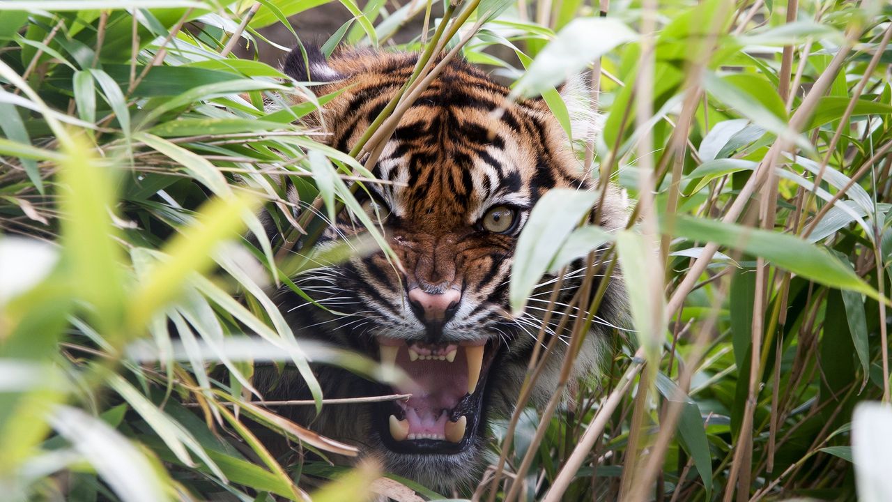 Обои тигр, хищник, трава, пасть, клыки, ярость, оскал