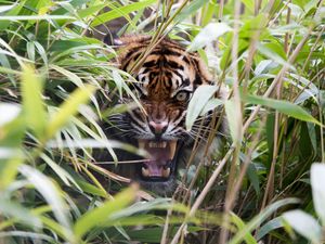 Превью обои тигр, хищник, трава, пасть, клыки, ярость, оскал