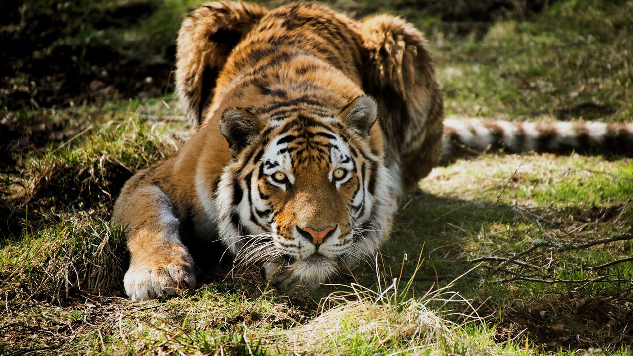 Обои тигр, хищник, трава