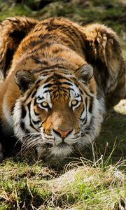 Превью обои тигр, хищник, трава