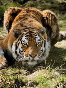 Превью обои тигр, хищник, трава