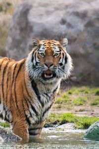 Превью обои тигр, хищник, удивление, большая кошка