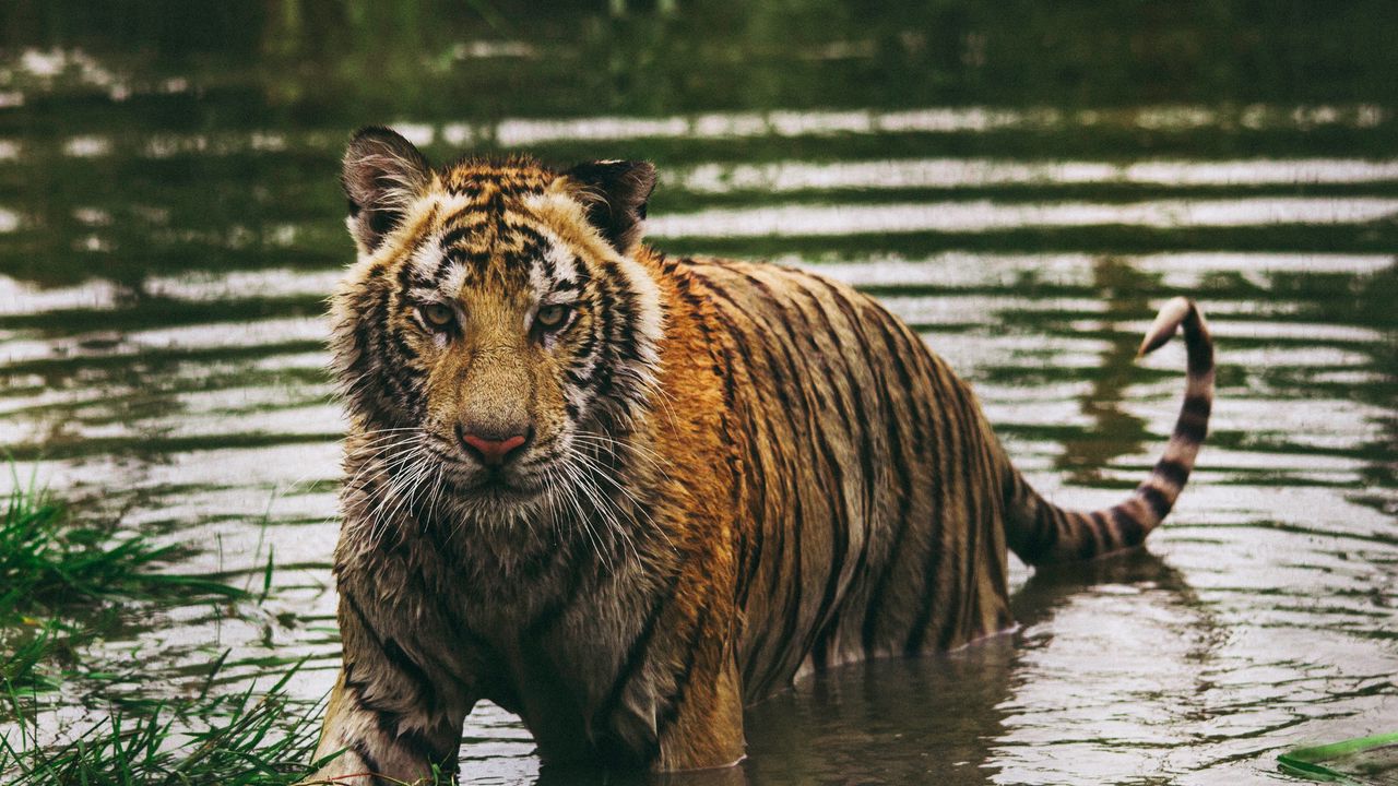 Обои тигр, хищник, вода, мокрый