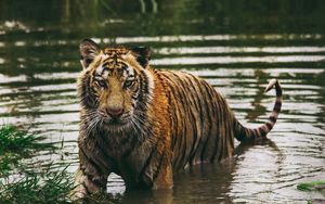 Превью обои тигр, хищник, вода, мокрый