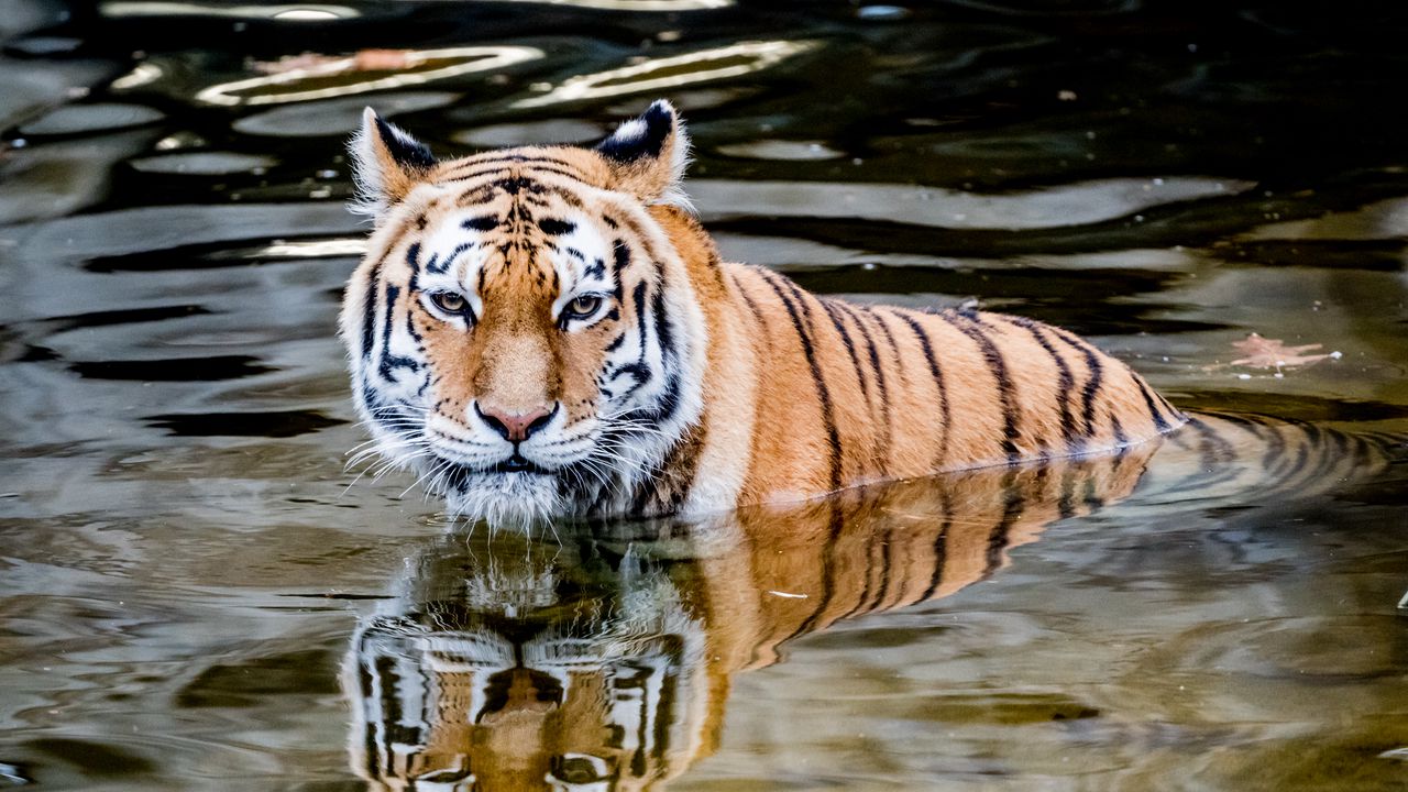 Обои тигр, хищник, вода, животное