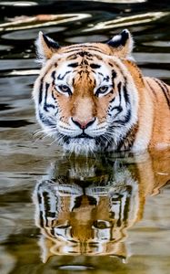 Превью обои тигр, хищник, вода, животное