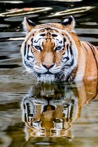 Превью обои тигр, хищник, вода, животное