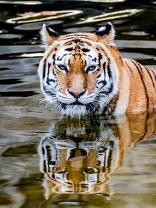 Превью обои тигр, хищник, вода, животное