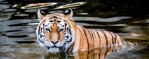 Превью обои тигр, хищник, вода, животное