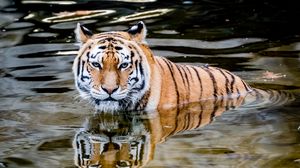 Превью обои тигр, хищник, вода, животное