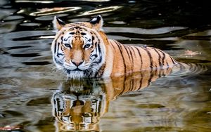 Превью обои тигр, хищник, вода, животное