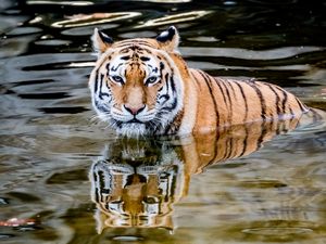Превью обои тигр, хищник, вода, животное