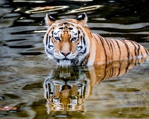 Превью обои тигр, хищник, вода, животное