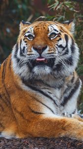 Превью обои тигр, хищник, высунутый язык, морда, большая кошка