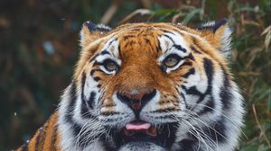 Превью обои тигр, хищник, высунутый язык, морда, большая кошка