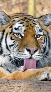 Превью обои тигр, хищник, высунутый язык, большая кошка, дикая природа