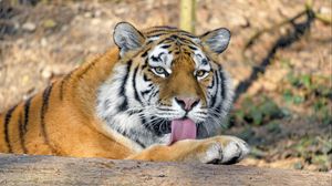 Превью обои тигр, хищник, высунутый язык, большая кошка, дикая природа