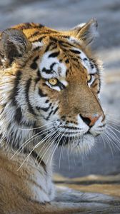Превью обои тигр, хищник, взгляд, большая кошка, морда