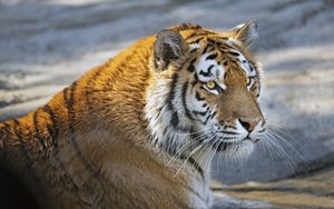 Превью обои тигр, хищник, взгляд, большая кошка, морда