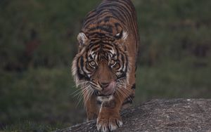 Превью обои тигр, хищник, взгляд, дикая природа