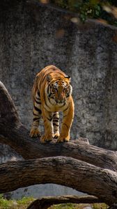 Превью обои тигр, хищник, взгляд, дерево, большая кошка