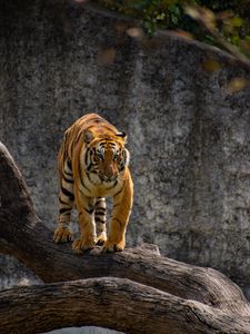 Превью обои тигр, хищник, взгляд, дерево, большая кошка