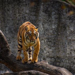 Превью обои тигр, хищник, взгляд, дерево, большая кошка