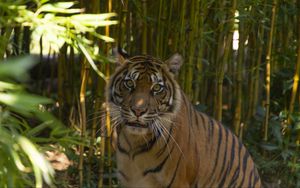 Превью обои тигр, хищник, взгляд, бамбук, листья, заповедник
