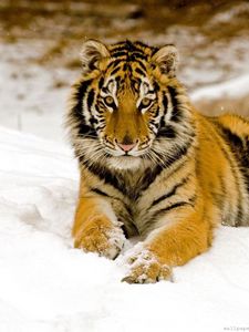Превью обои тигр, хищник, взгляд, лежать, снег