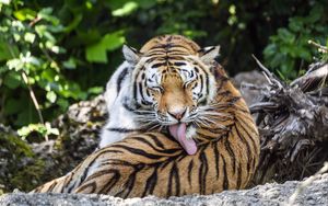 Превью обои тигр, хищник, забавный, большая кошка, полосы, животное